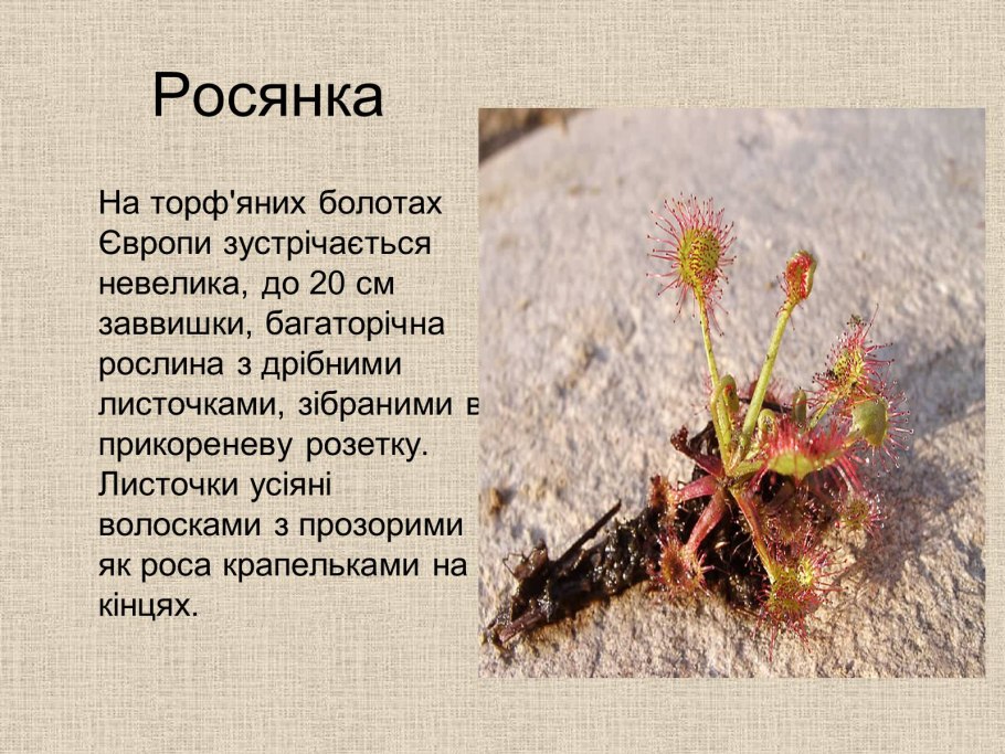 Росянка растение хищник описание