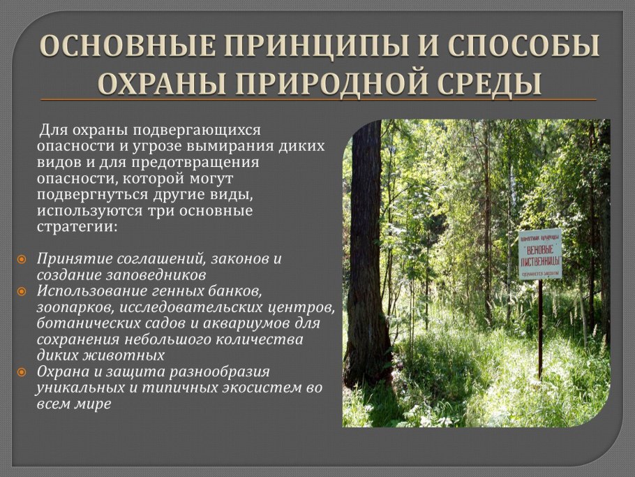 Лисохвост Луговой семейство