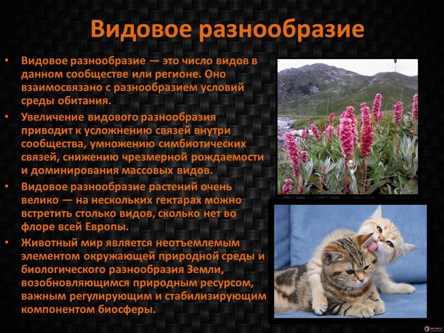 Леса Марий Эл