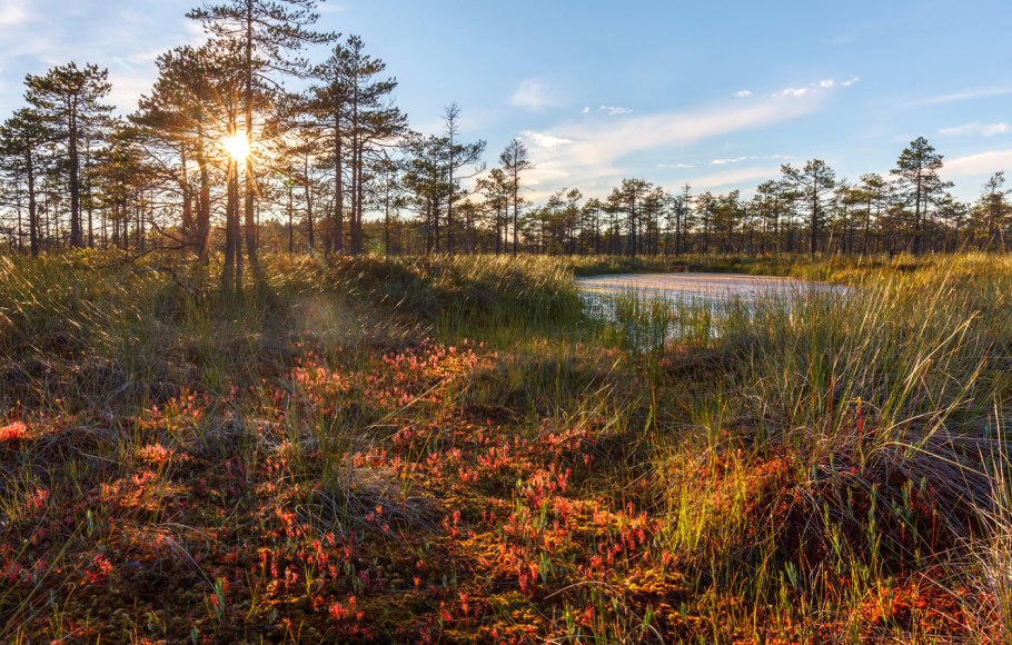 Кустарнички черника брусника