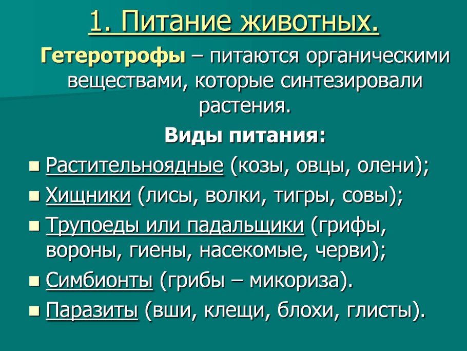 Кустарники лиственные и хвойные