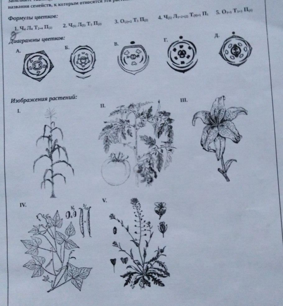 Белладонна раскраска
