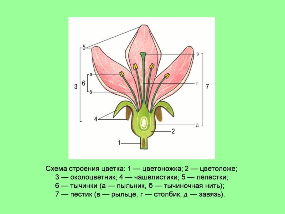 Красавка белладонна