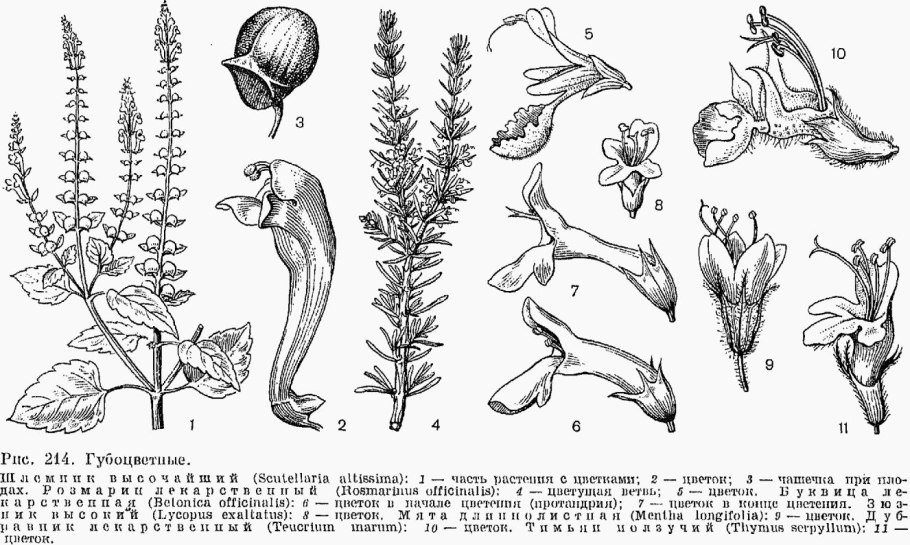 Красавка Кавказская Atropa Caucasica