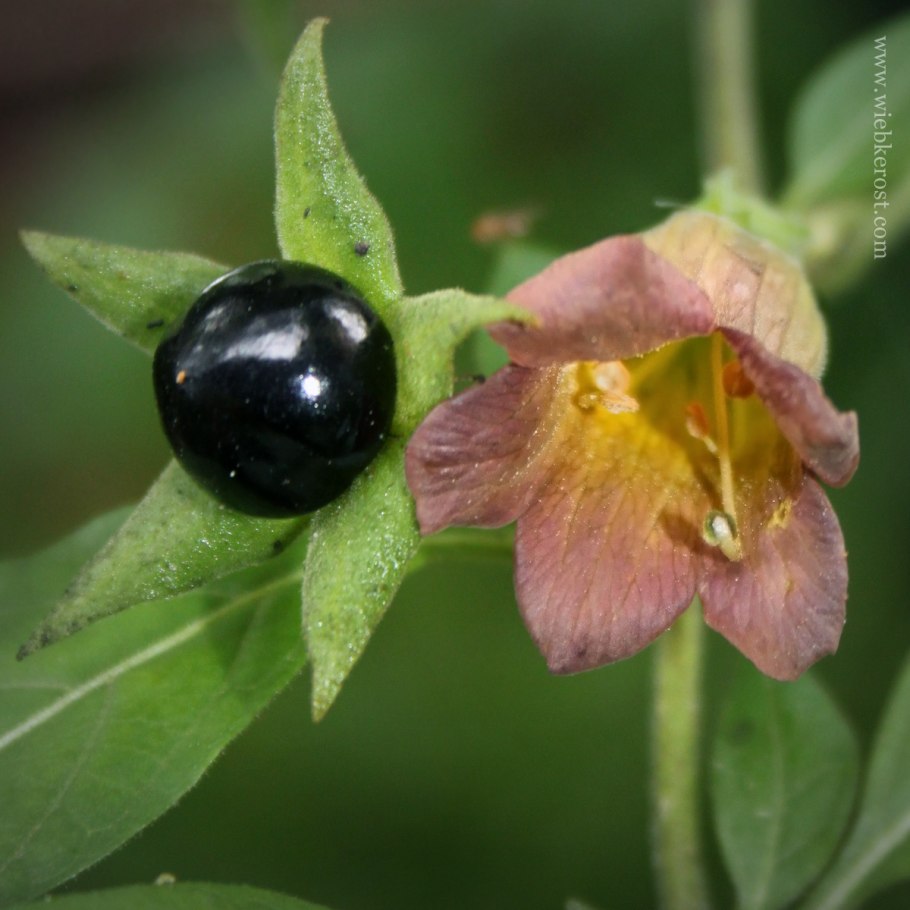 Atropa Belladonna растение