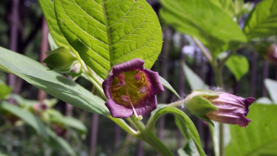 Atropa Belladonna гербарий