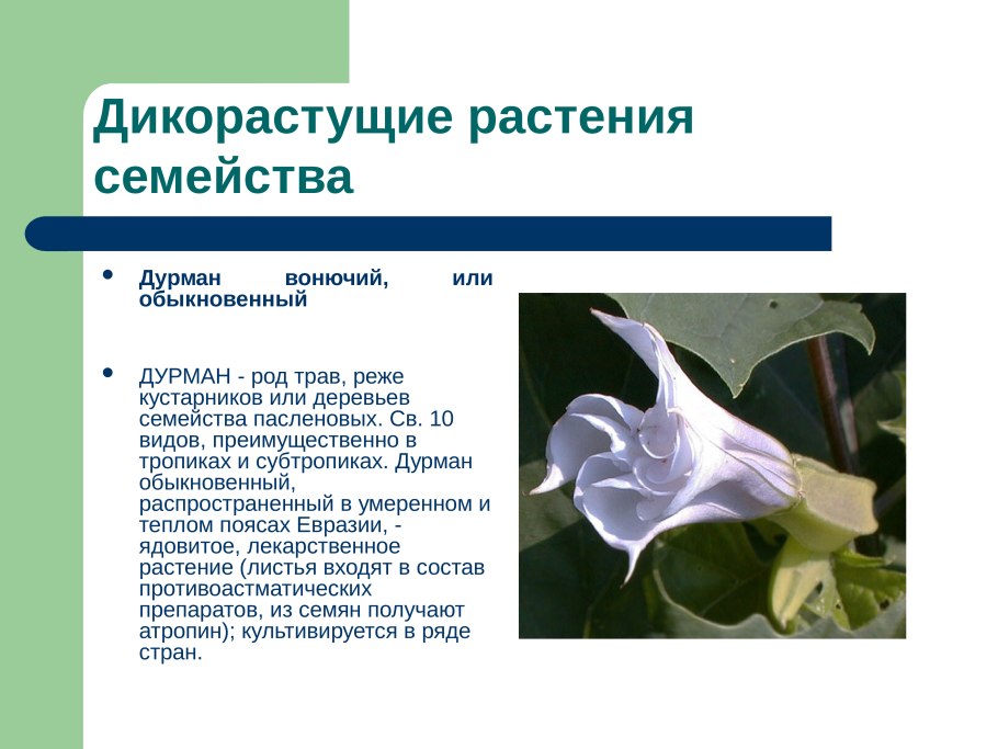 Подпиши названия частей цветка