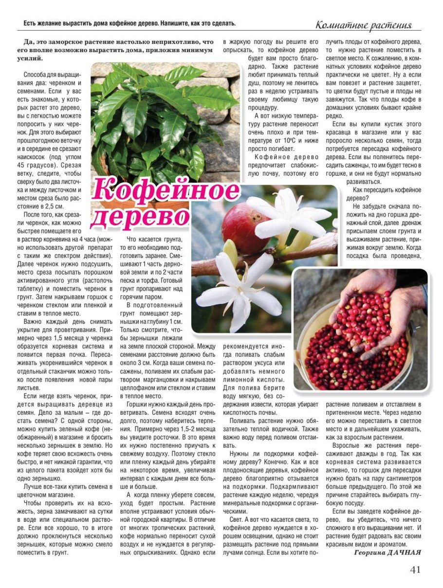 Какое удобрение нужно для кофейного дерева