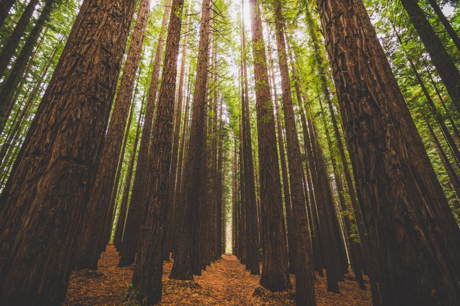 Национальный парк Редвуд Секвойя