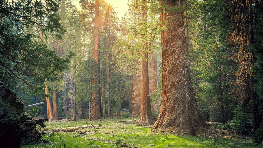 Сказочный лес Секвойя США