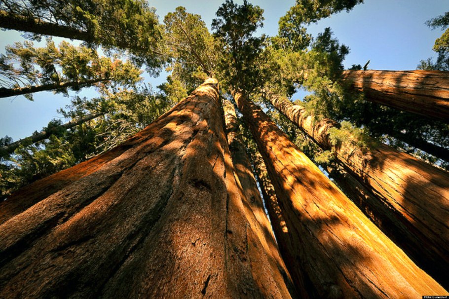 Национальный парк Секвойя США