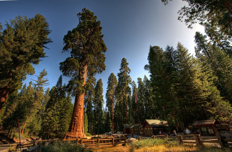 Национальный парк Секвойя США