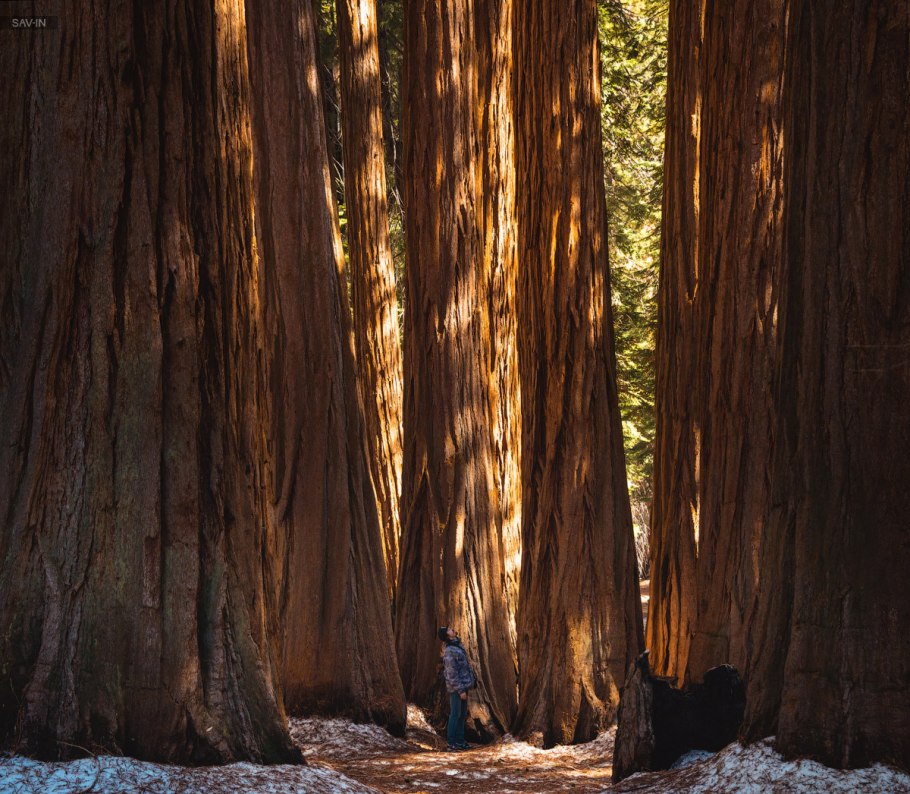 Нац парк Секвойя США