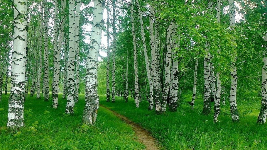 Саракташ Березовая роща