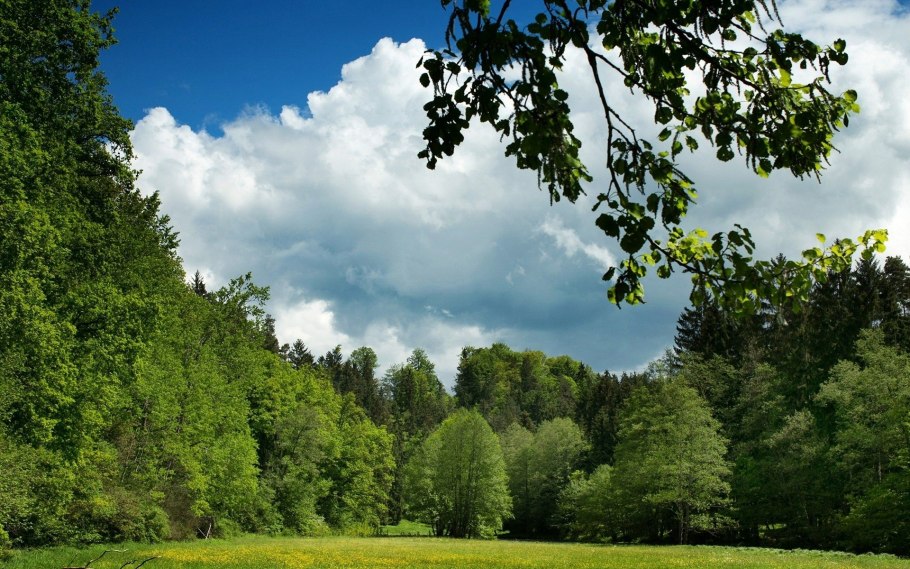 Опушка в широколиственном лесу