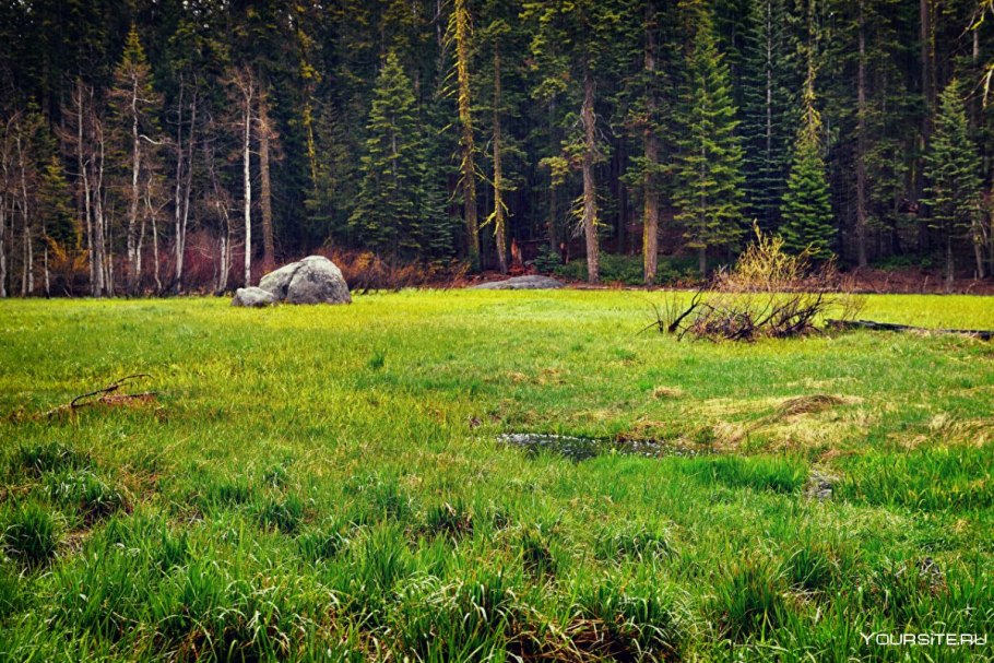 На Лесной опушке