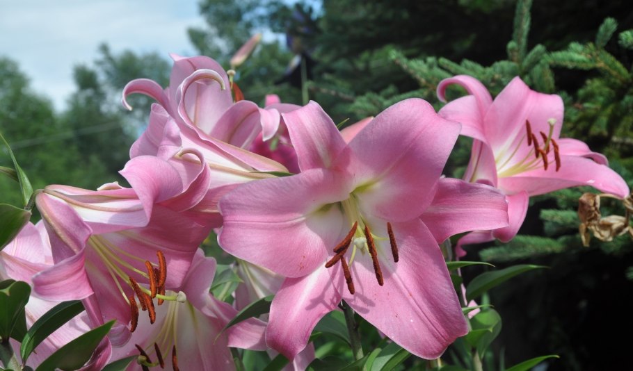 Лилия фройляйн Корнелия