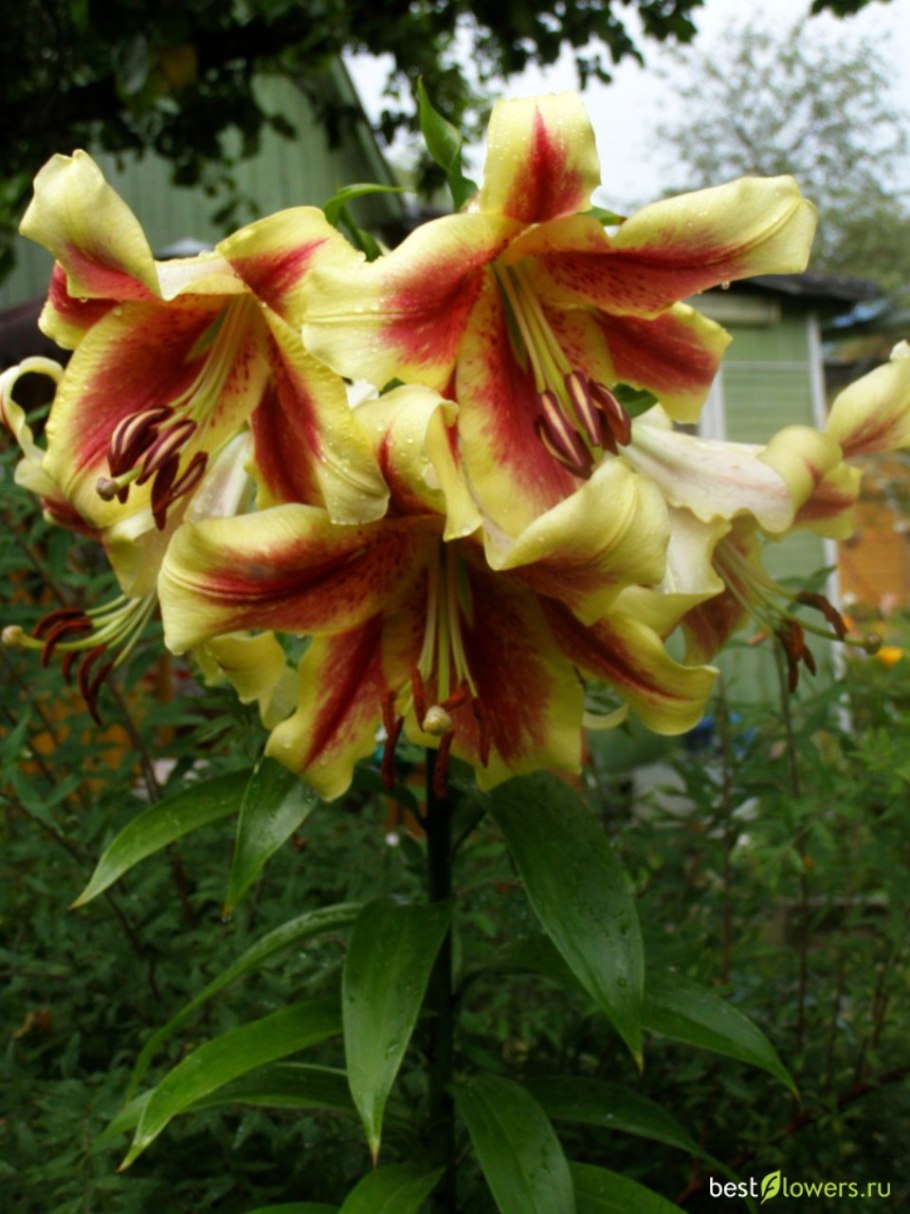 Лилия ред датч от-гибрид