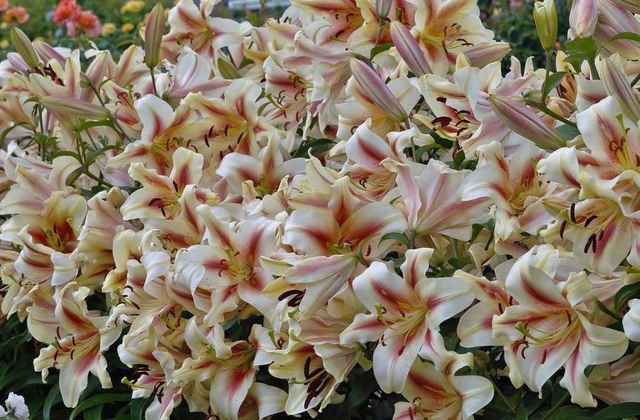 Лилия Монтего Бэй