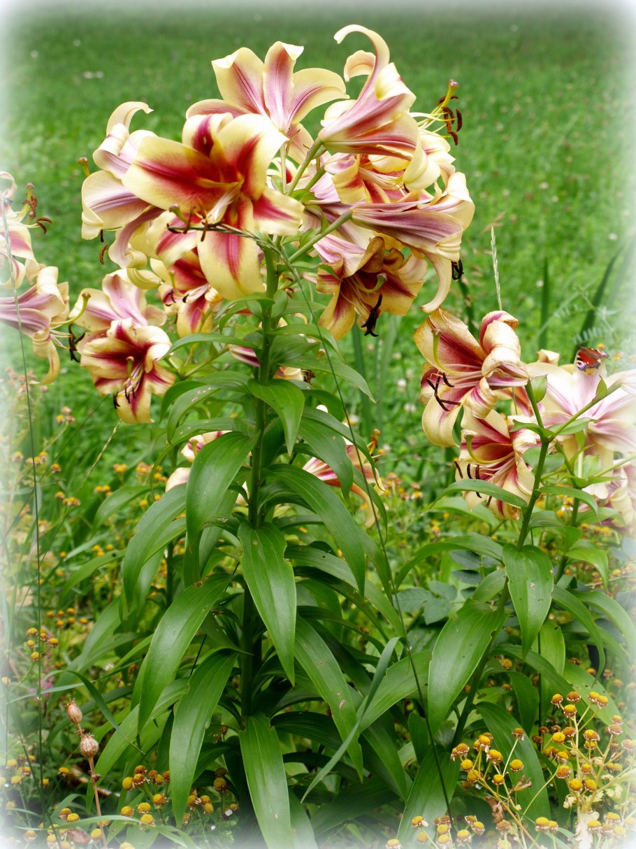 Лилия Бонбини от-гибриды