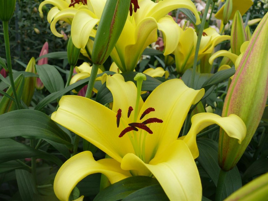 Лилия дерево Дебби