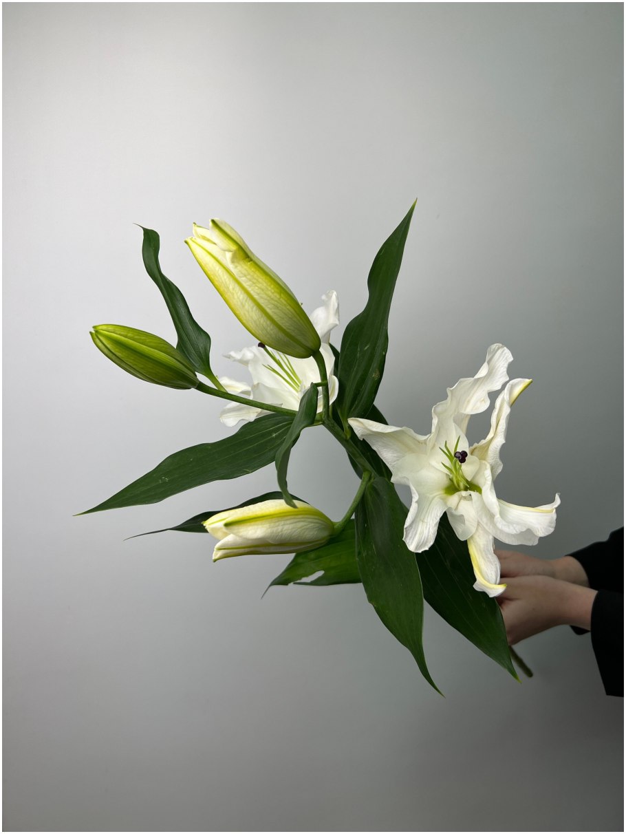 Лилия Монтего Бэй