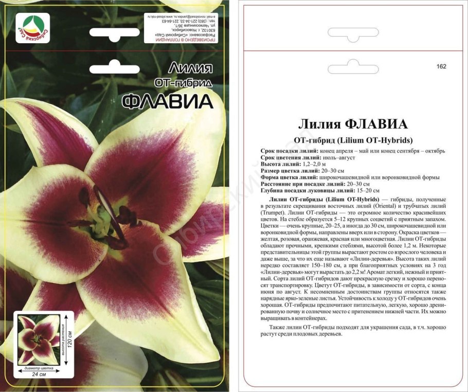 Лилия гибрид Lavon