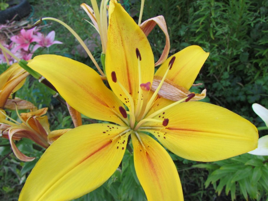 Roselily Олимпия (Roselily Olympia) -