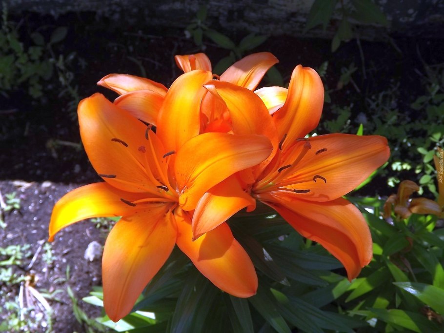 Лилии Литоуэн