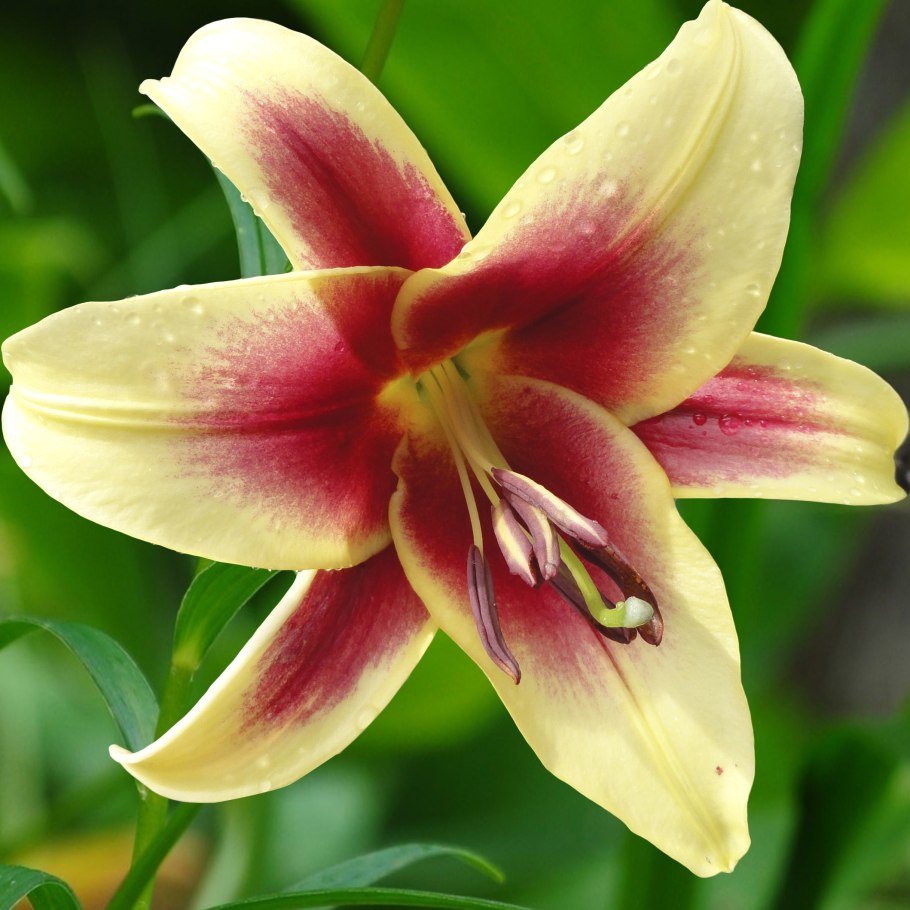 Lilium Flavia Лилия Флавия