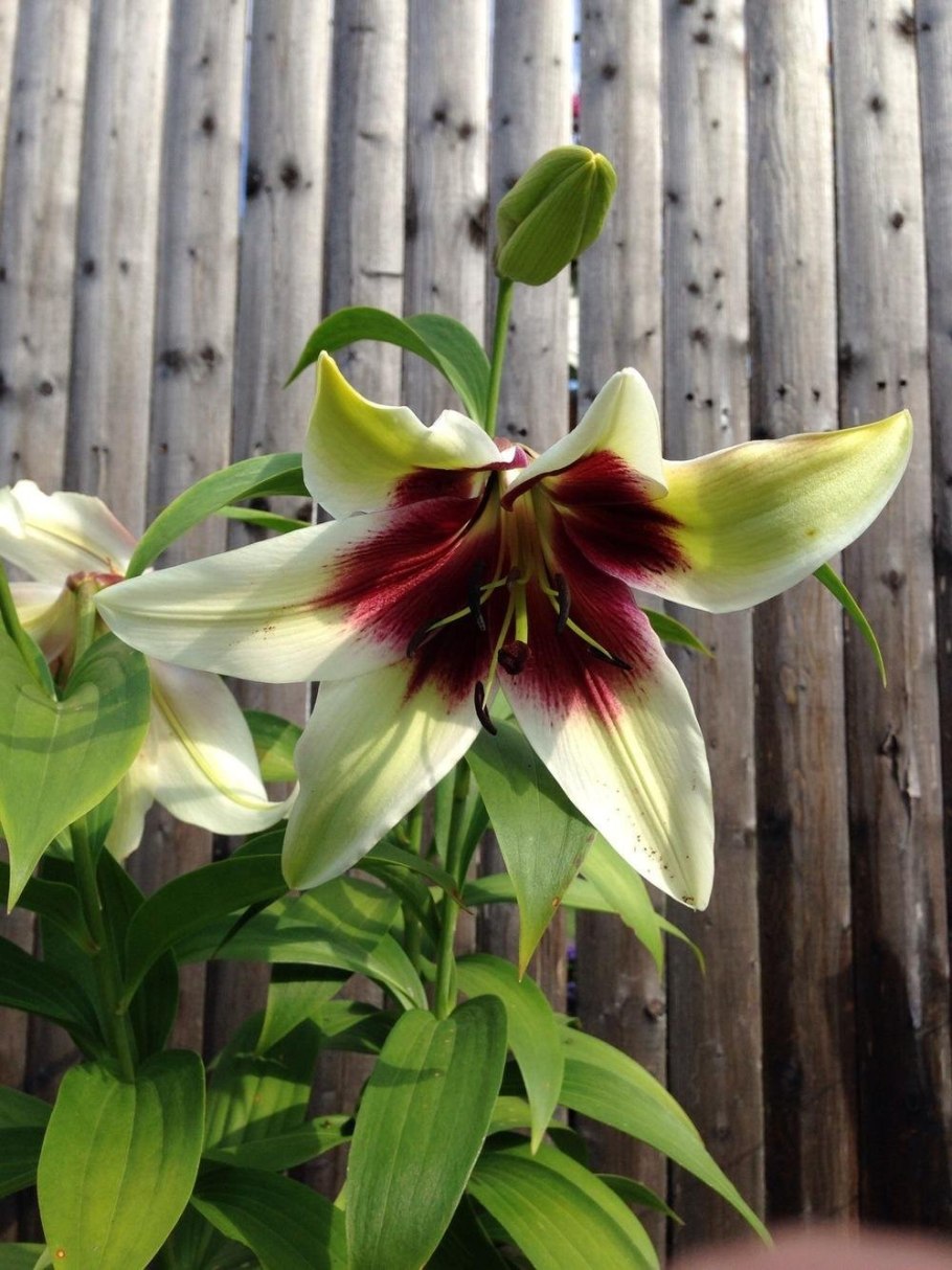 Лилия Montego Bay Монтего Бэй