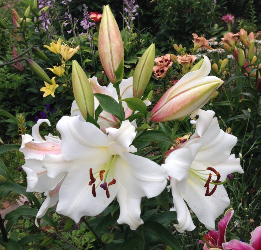 Лилия Фронтера от-гибрид