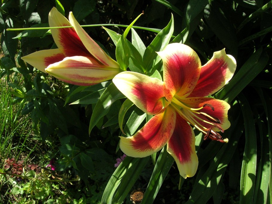 Лилия Флавия от-гибриды