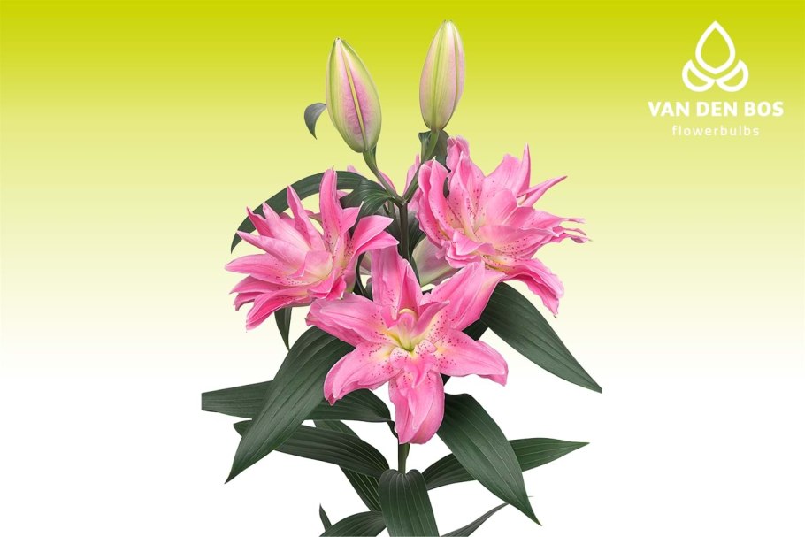 Лилия Венделла (ЛО-гибрид)