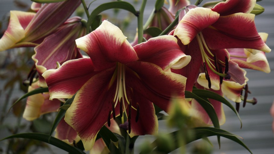 Лилия азиатская танго Олина