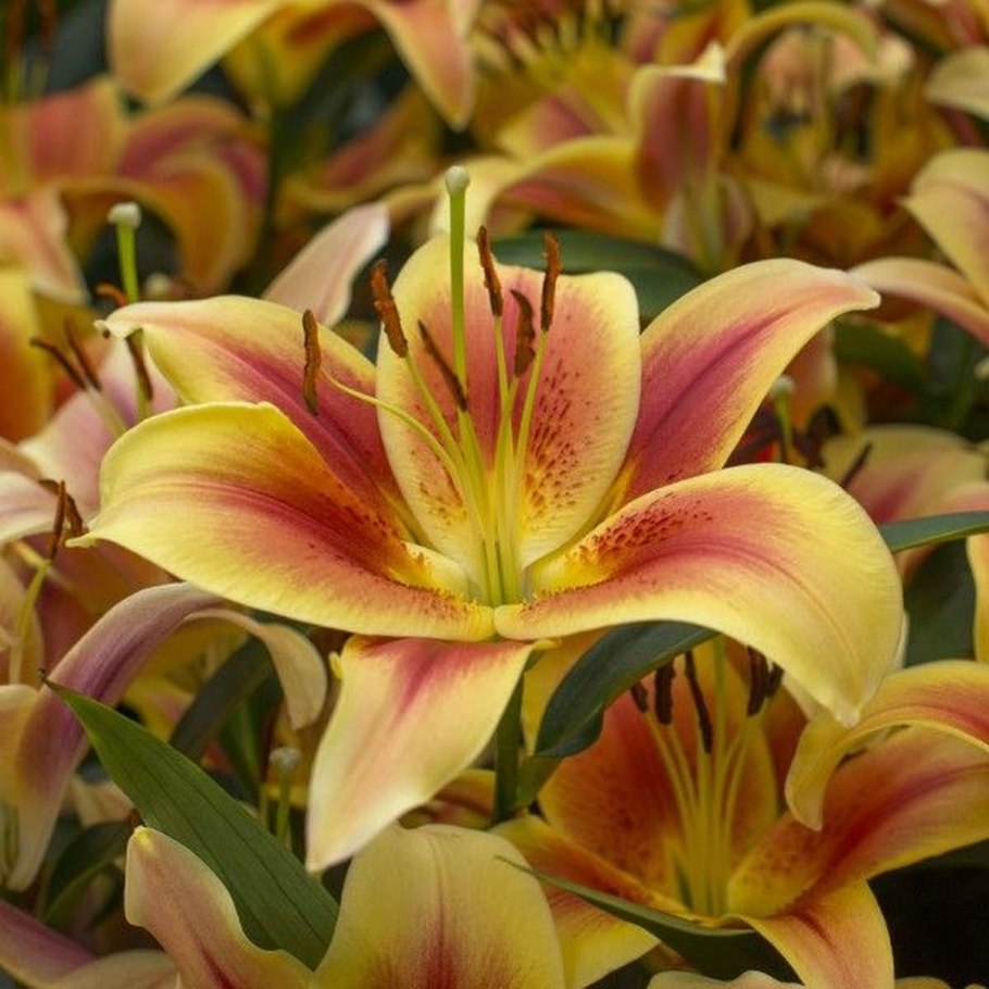 Лилия Флавия от-гибриды