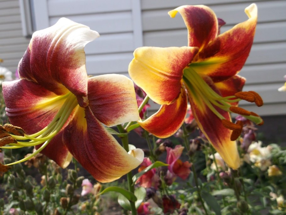 Лилия Лавон от-гибриды