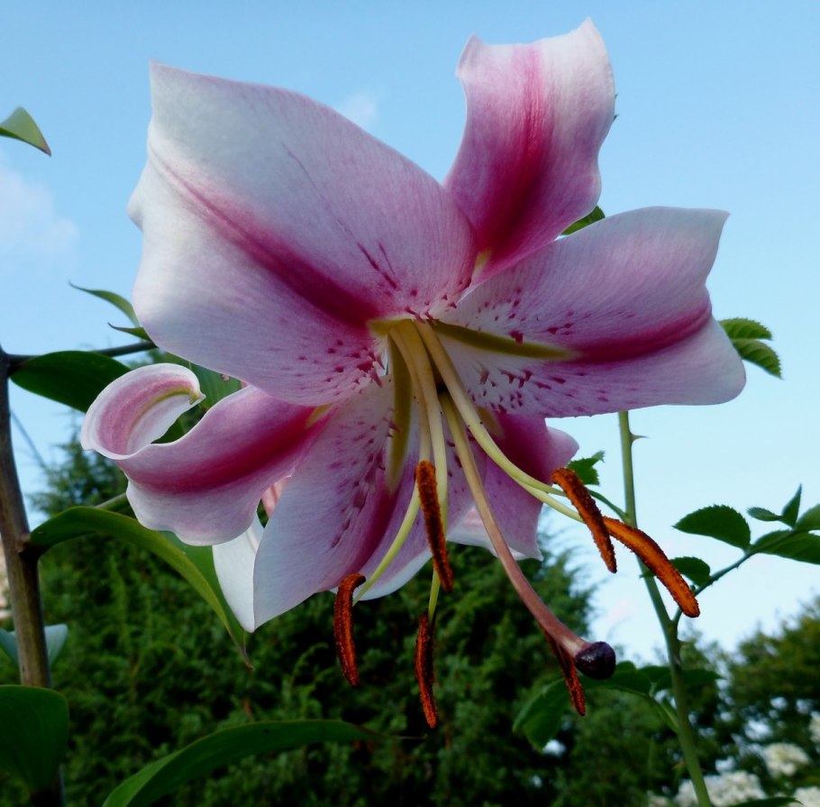 Лилия Флавия (Flavia) от-гибрид