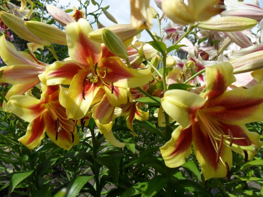 Лилия Африкан леди