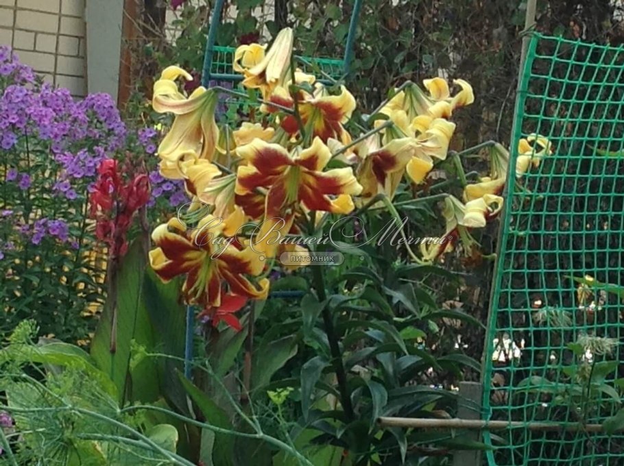 Лилия ред датч от-гибрид