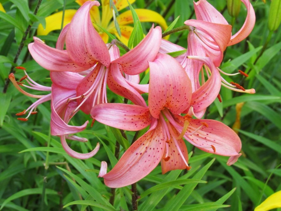 Лилия от-гибрид Монтего Бэй