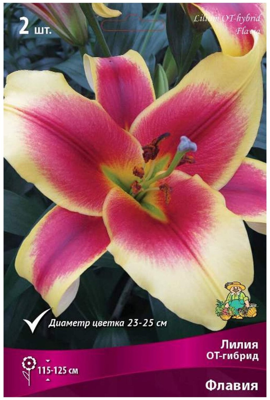 Лилия Монтего Бей от-гибриды