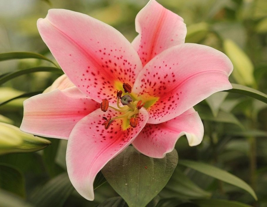 Лилия сорт Yelloween