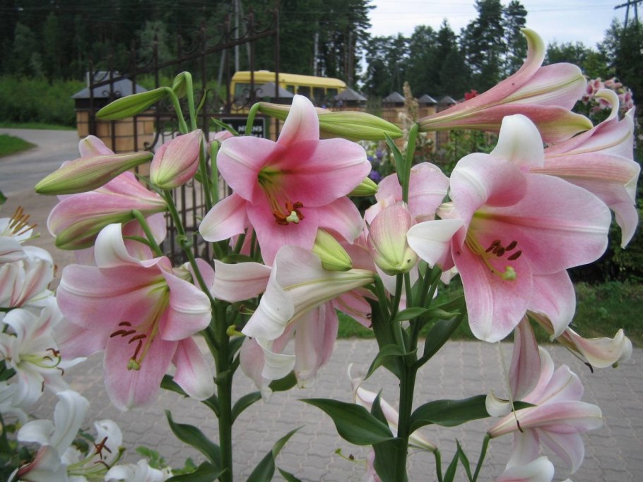 Лилии Олимпик торч