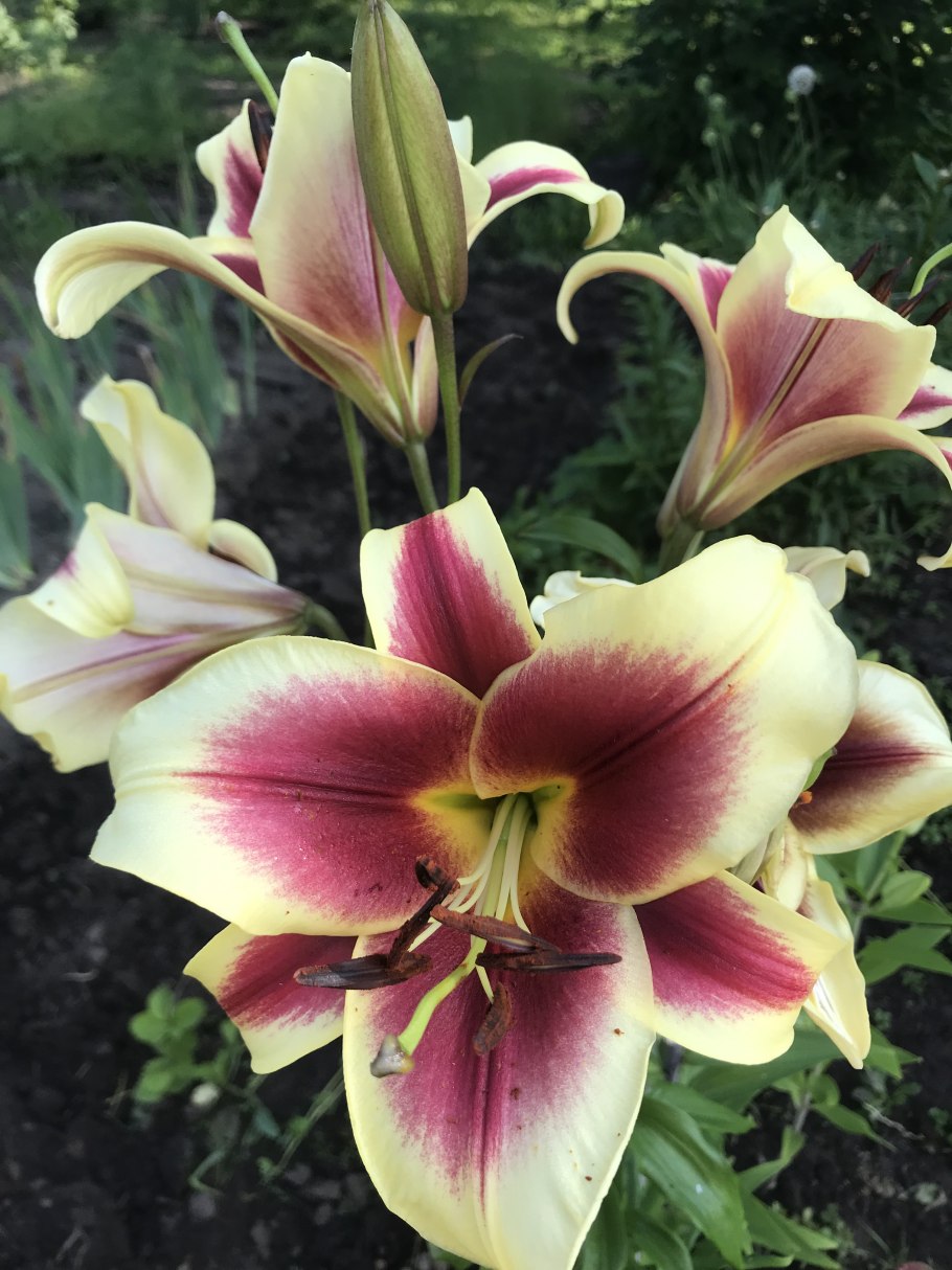 Lilium Fujian Лилия Фудзиан