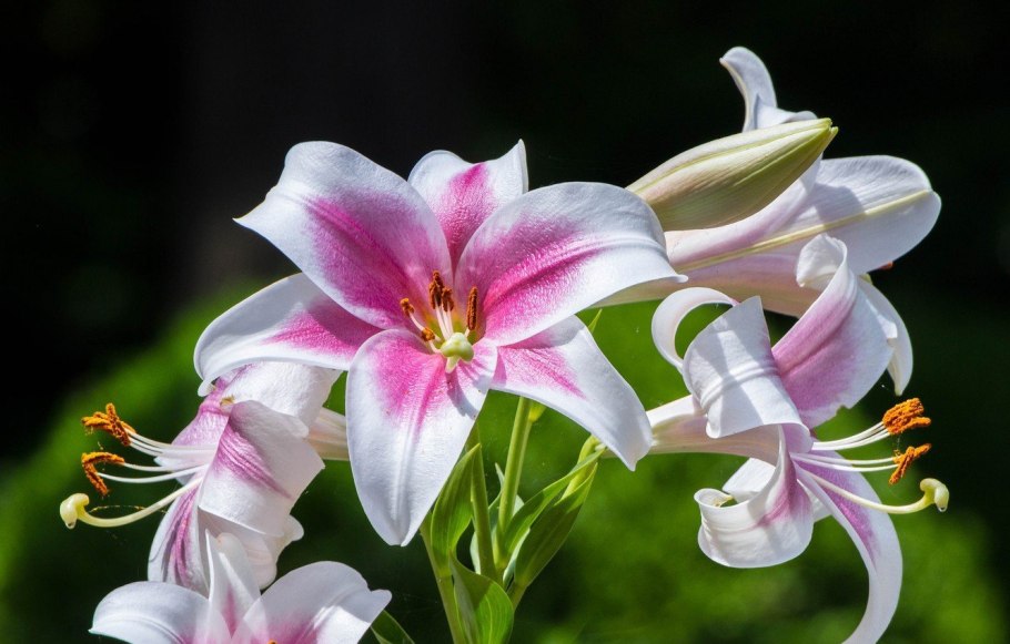 Лилия Цезарь Палас