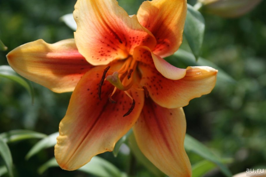 Лилия гибрид Флавия