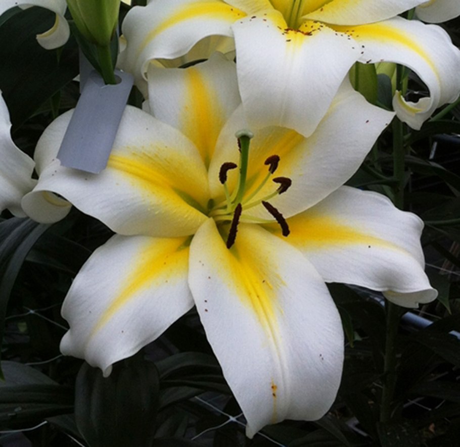 Лилия exotic Sun (Экзотик Сан)