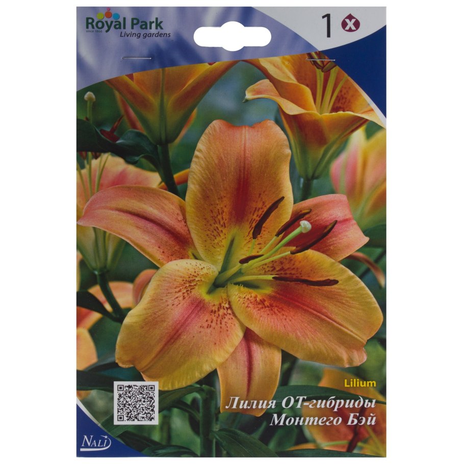 Лилия Лавон Lilium Lavon