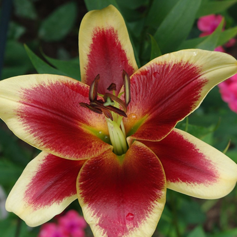 Лилия Авентино от-гибрид